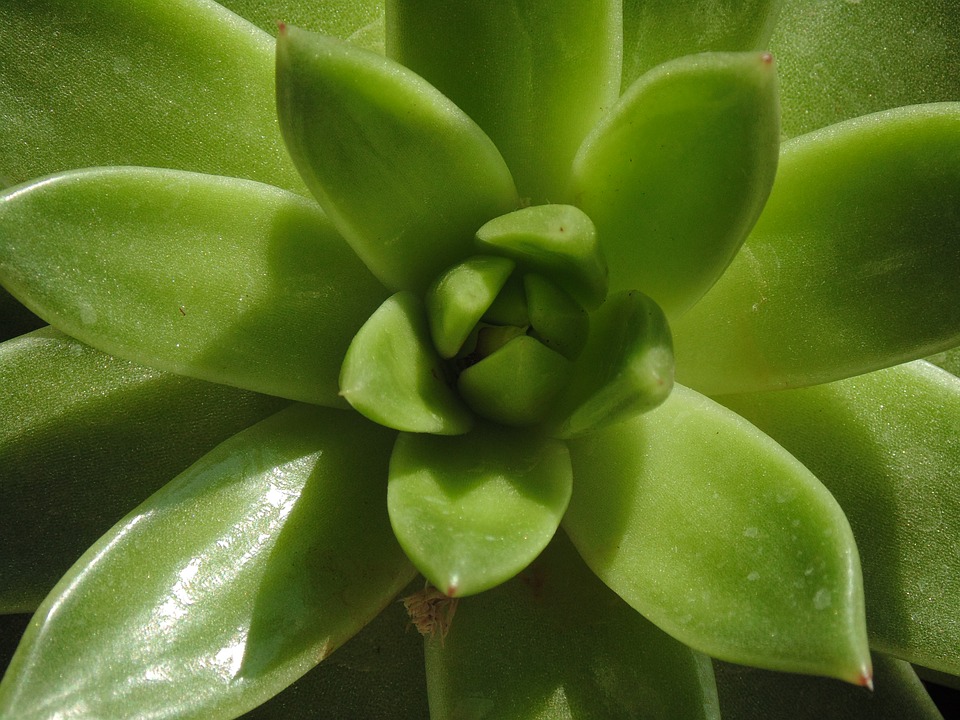 Roślina z Barbadosu, którą poznał cały świat. Daj się zaskoczyć działaniu aloesu!